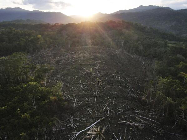 Gone wrong Doubts on carbon credit program in Peru forest AP News